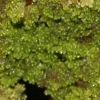 Bacidia squamellosa